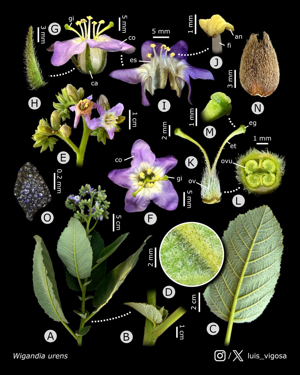 Wigandia urens (Namaceae)
#botany #flowers #taxonomy #plants