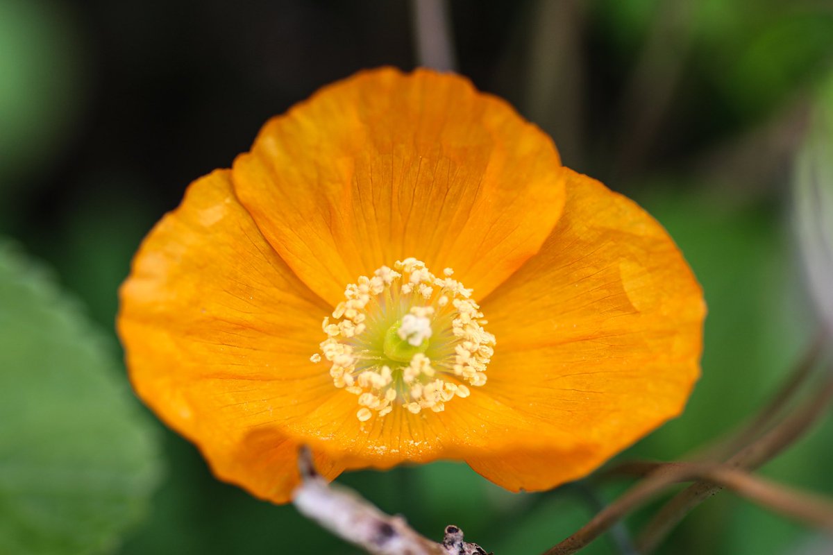 A bright orange Poppy.

#photography #flowerphotography #flowerpictures #FlowersOfTwitter #Poppies