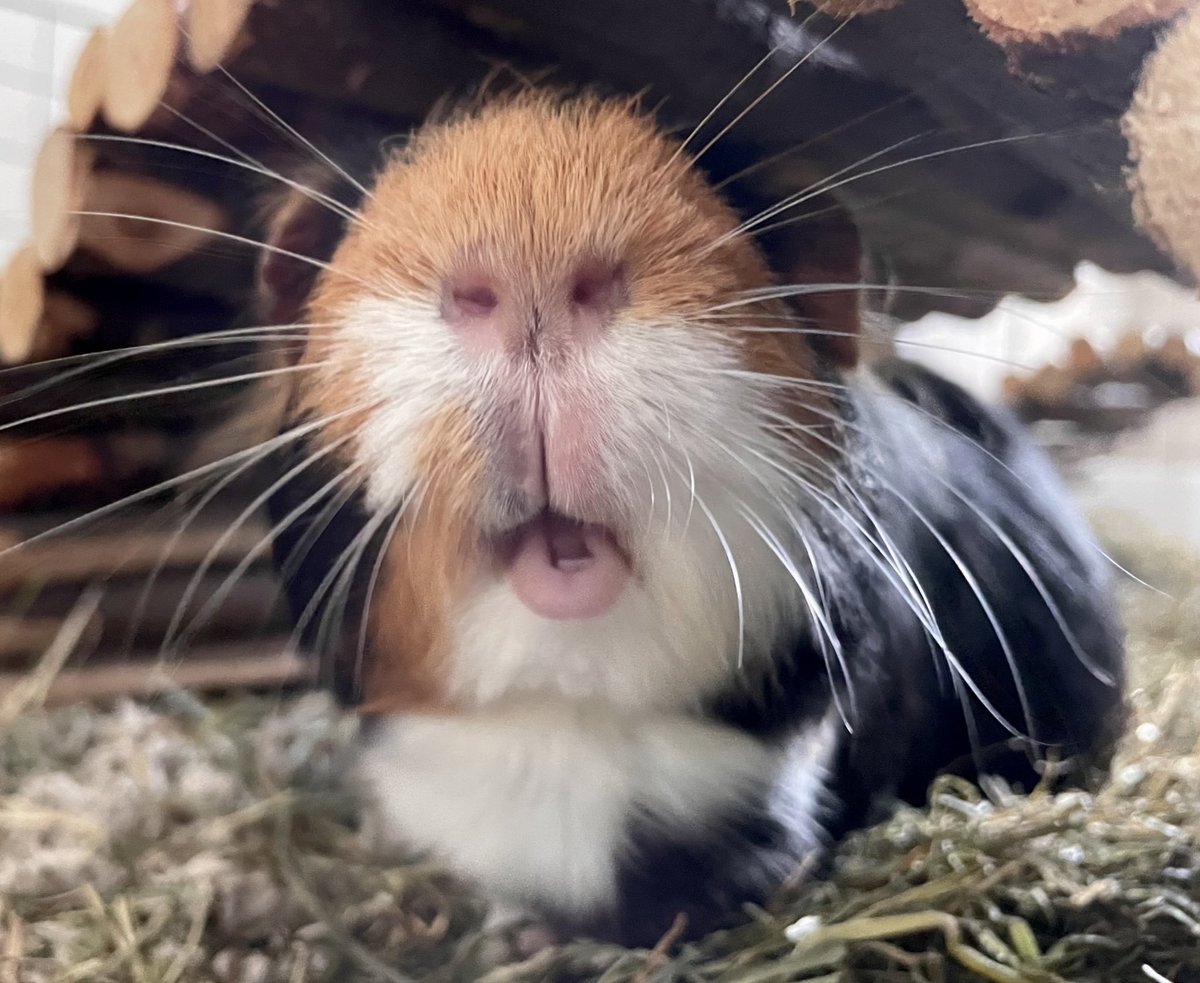 TuftyPiggies tweet media