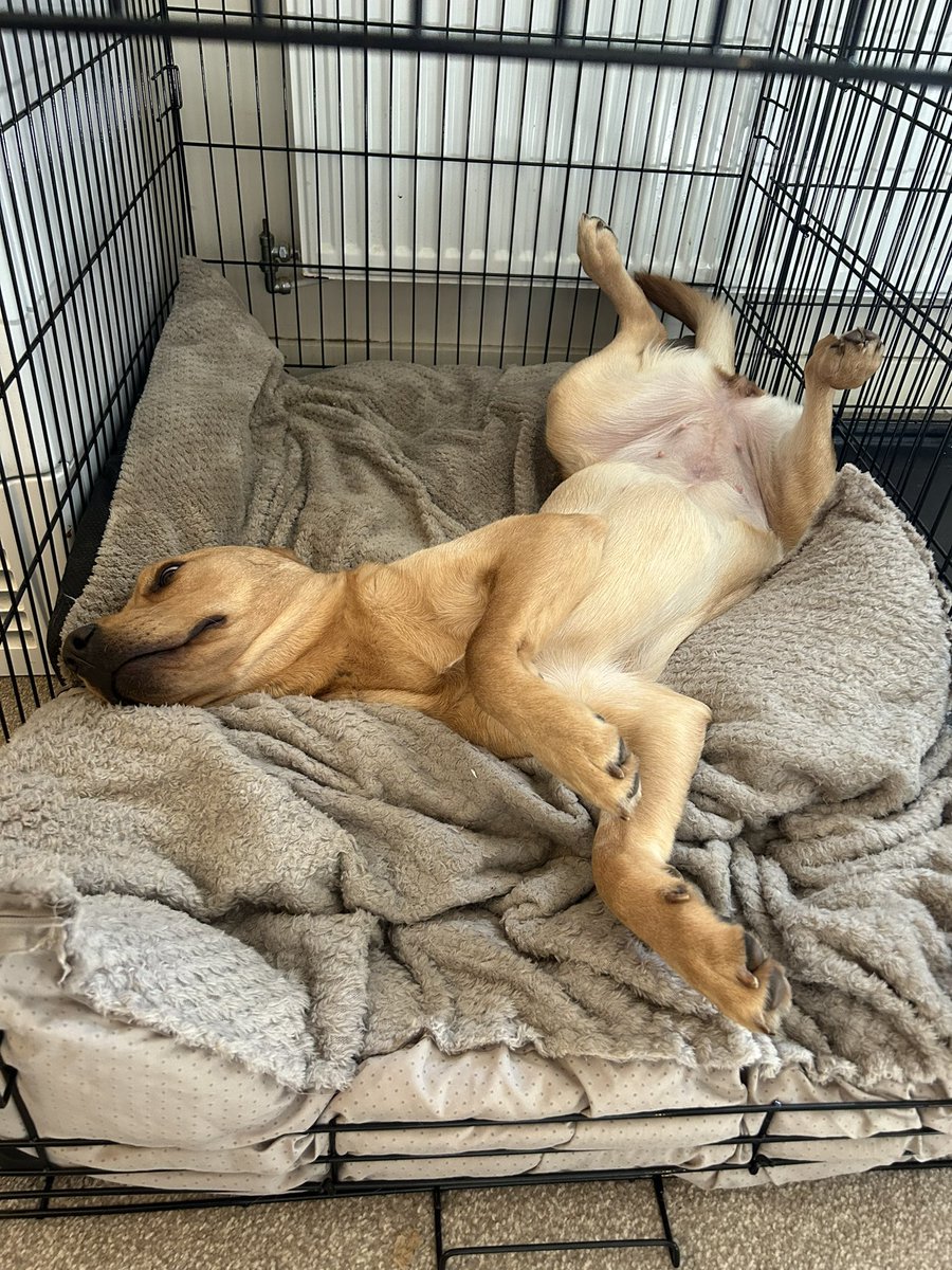 SpanielCooper1's tweet photo. There are two types of dog during home workingโฆ The one on the left I am used to, the one on the right not so much ๐๐ด
#itsadoglife #Workingfromhome https://t.co/IFQY0MtLM9