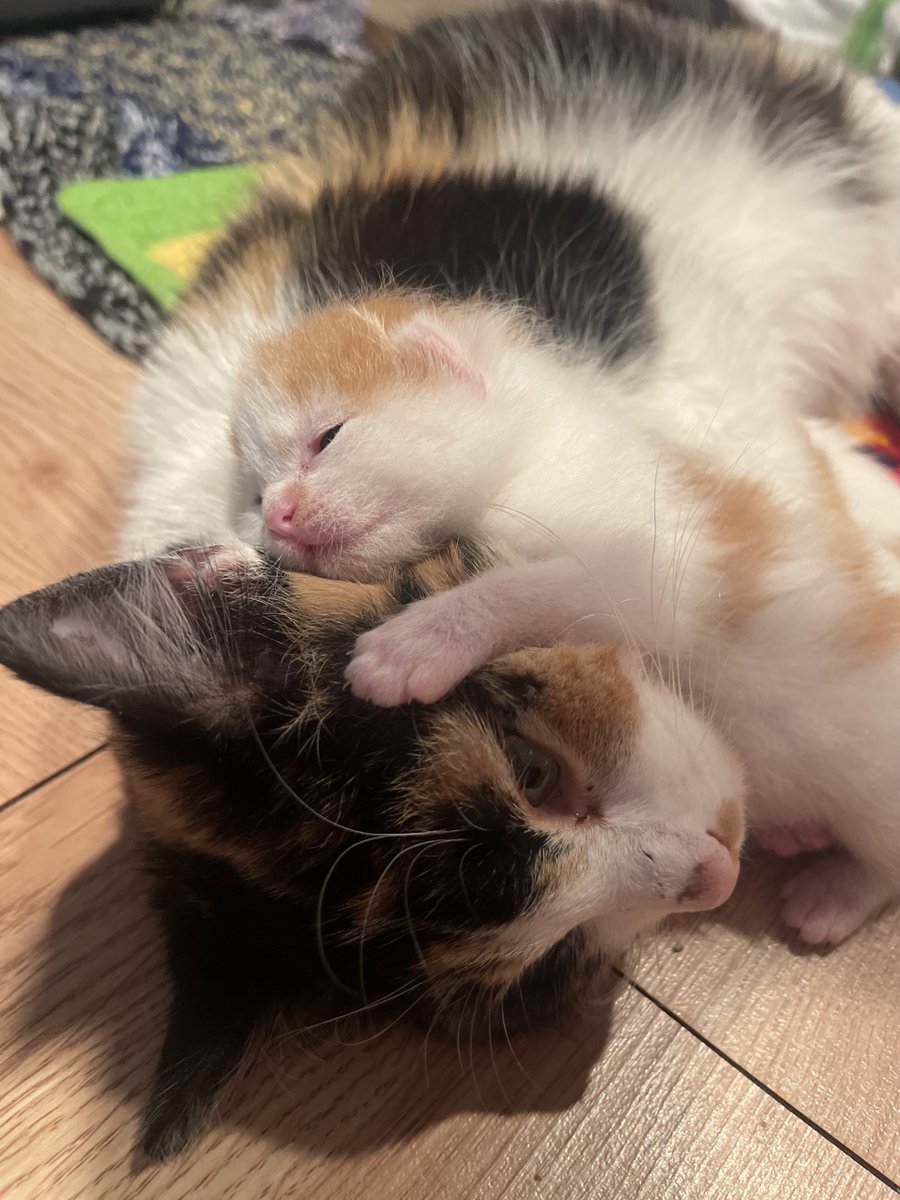NHSCats's tweet photo. Cleo's kittens The Rock and The Boulder aren't old enough to be adopted yet, so they're in a foster home. It takes a lot of food, treats, litter, and toys to take care of little rascals like them. Luckily there's a way you can help - the #KittenShower! ๐ป https://t.co/2D8FEd63y1