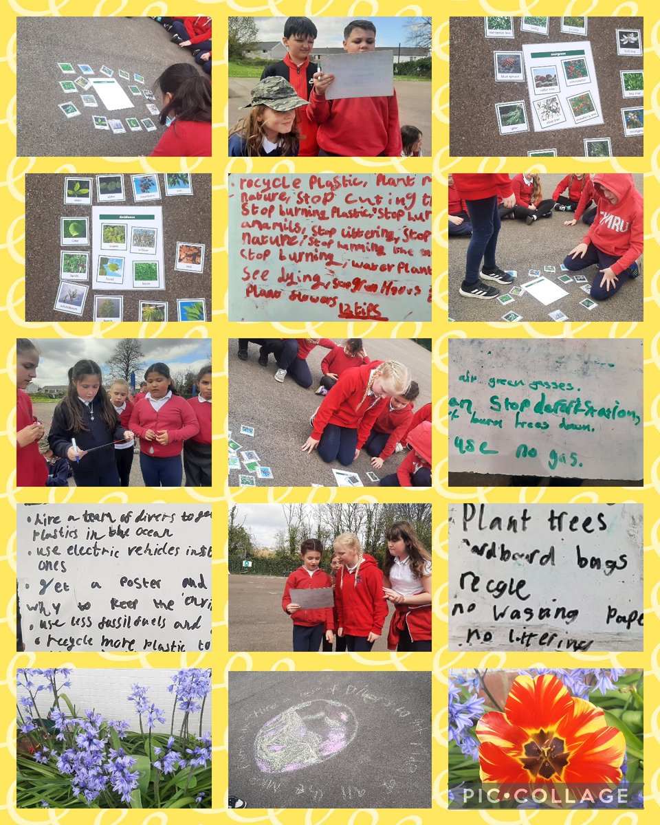 Dosbarth Caerdydd have been learning about Deciduous and Evergreen trees, leaves and flower identification and how we can help our environment! #Walesoutdoorlearningweek @_OLW_ @EcoSchoolsWales @Keep_Wales_Tidy @YPTE @WGClimateChange
