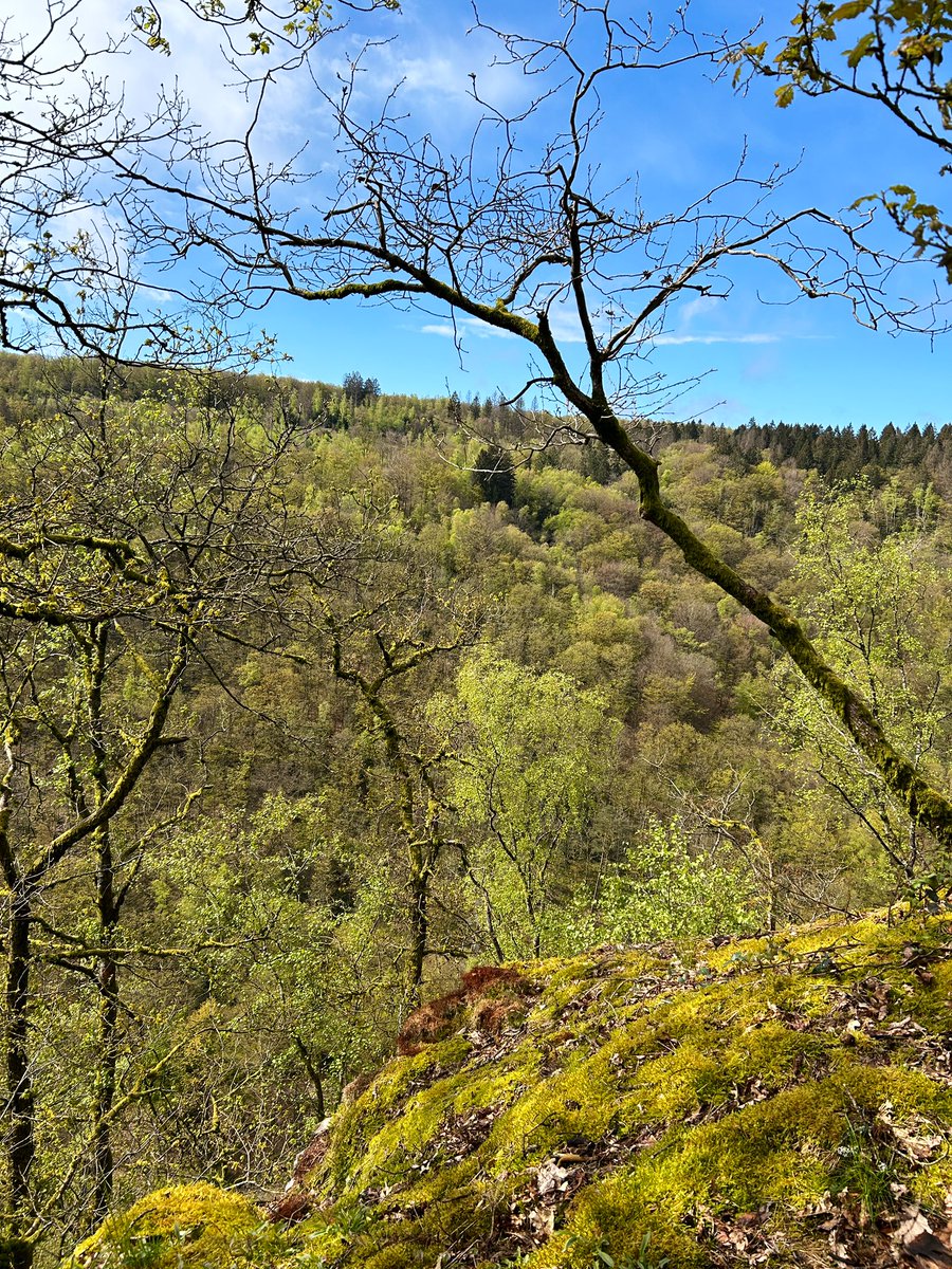 jgvaroquaux's tweet photo. Les #Ardennes c’est quand même super beau 😍⭐️⭐️ #beautiful https://t.co/wgLoNxxTe3
