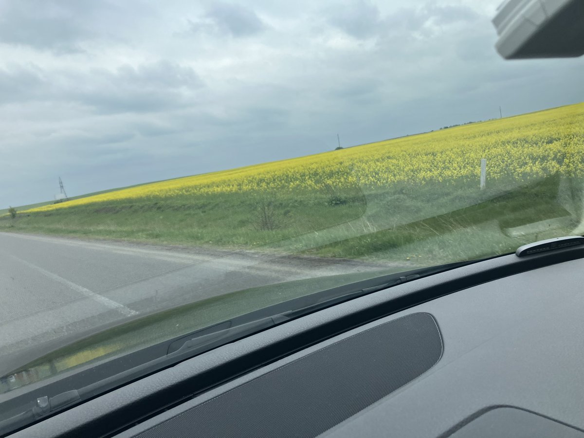 AnnalenaLauren's tweet photo. Igår körde jag längs solgula rybsåkrar genom halva Ukraina, trinda hästar betade längs vägrenen och folk stod med rumpan i vädret och satte potatis, och jag tänkte på all den vardag som finns här, alla flitiga människor som sår och harvar och tar hand om sina djur. Ukraina. https://t.co/UU0Cag1CYb