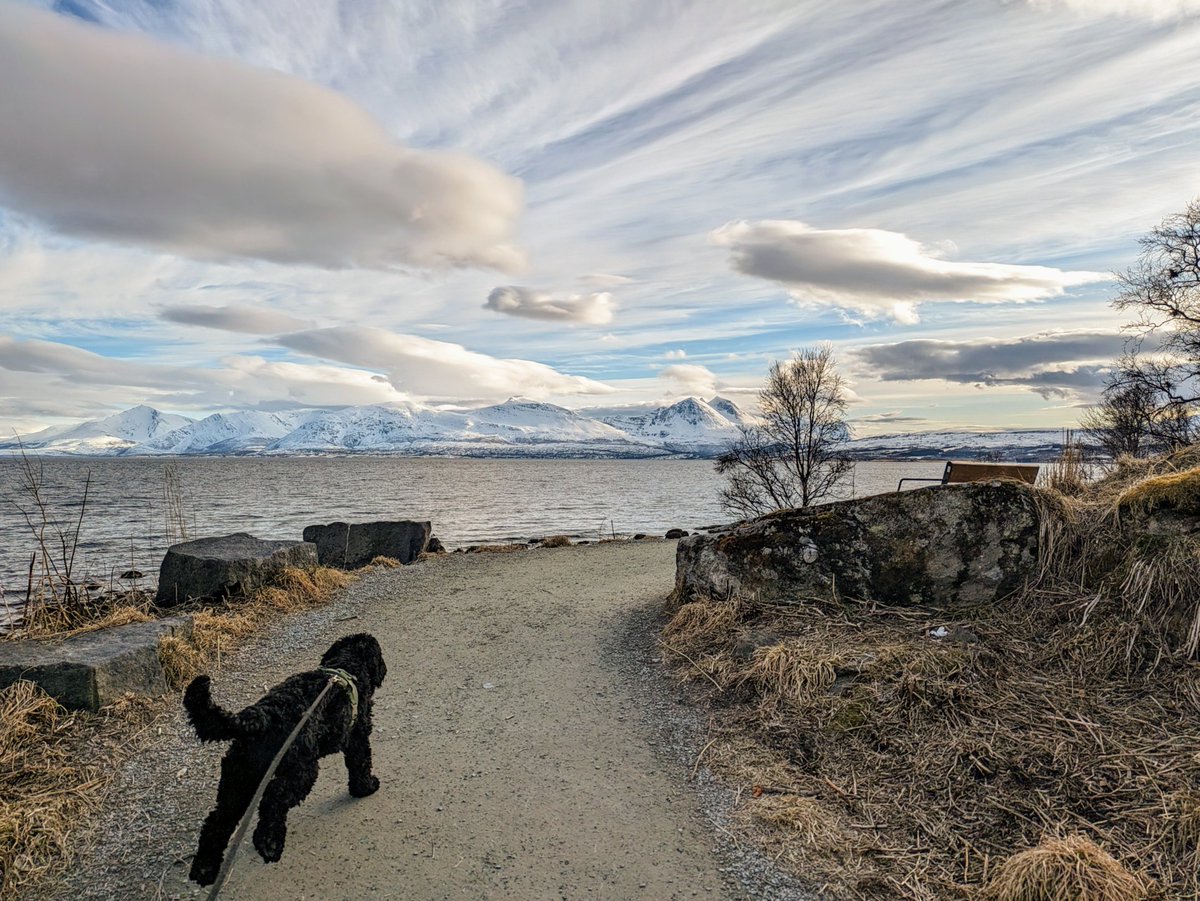 🏃 #Running with my dog. #Tromsø #Norway #AustralianCobberdog