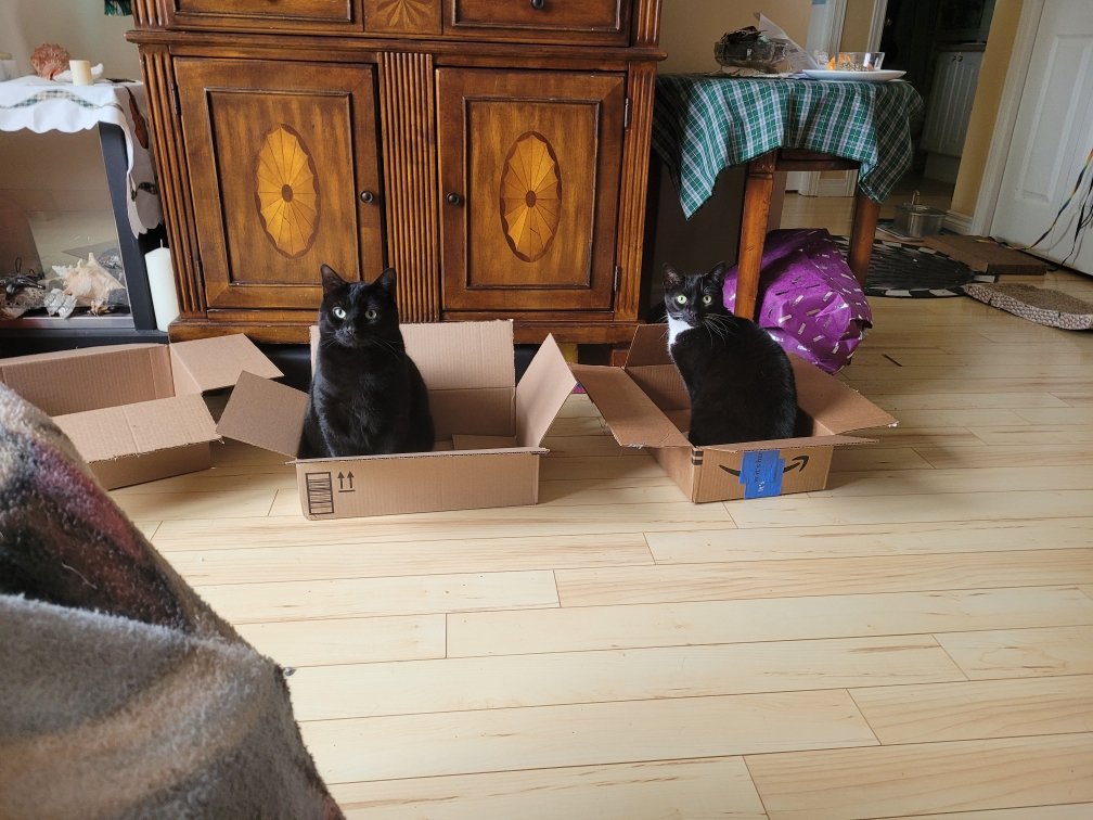 Loki & Penny enjoying their boxes.😊

#cats #CatsOfTwitter #CatsOnTwitter #WhiskersWednesday #catlover #catlovers #cat #CatsOfX #petlovers #petlover
