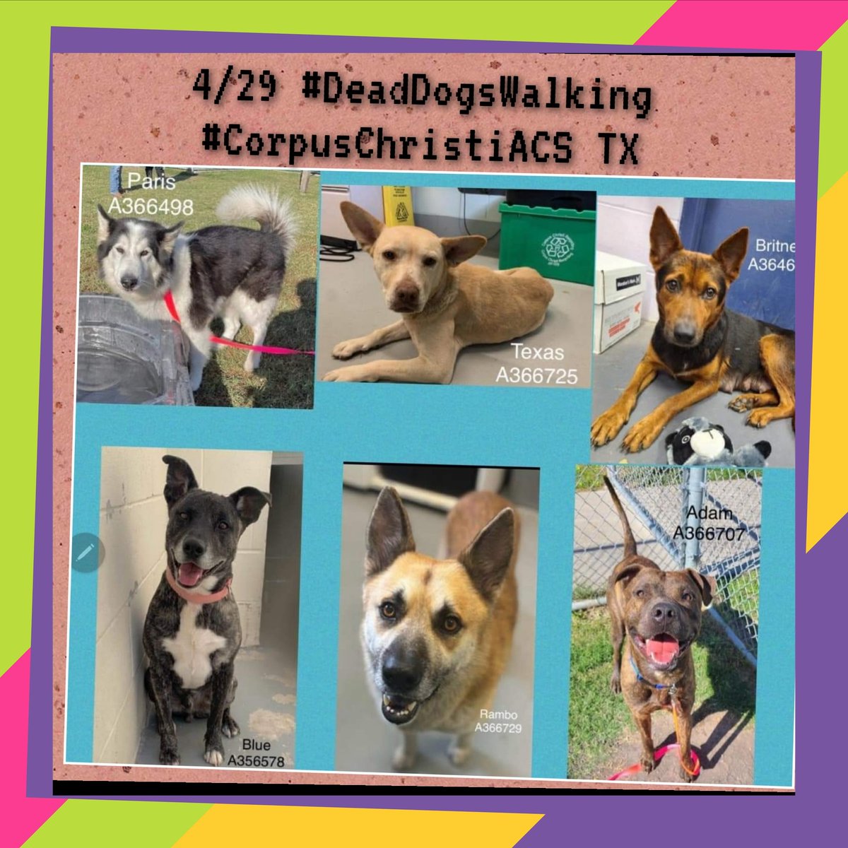 🆘️⏳️time running out⌛️SIX 🐕🐕🐕🐕🐕🐕
#CorpusChristi #TX #StraySweepAndCull 
To make room for strays #CCACS will kill these 
#AdoptablePets💉☠️ #EuthList 4/29
Please RT,  #PledgeForRescue see hyperlinks
PARIS #A366498 TEXAS #A366725 
BRITNEY #A364647 BLUE #A356578 
RAMBO