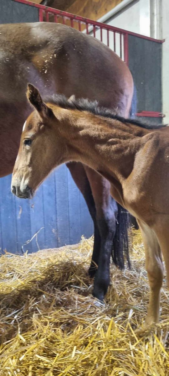 StallHenessi's tweet image. Imorse föddes en stilig hingst efter International Moni - Henessi Hill (Muscle Hill) ✨ #spännande #Henessi #internationalmoni