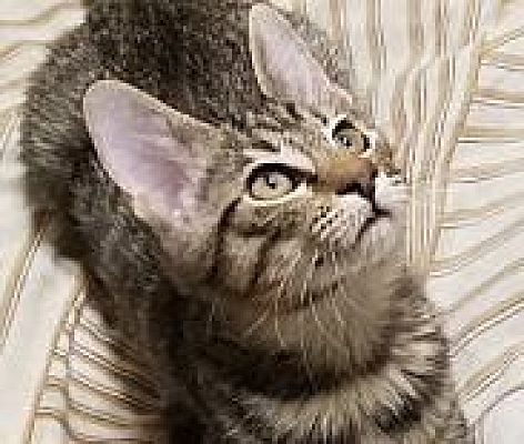 Adopt GUS in #Modesto, CA!!!
adoptapet.com/pet/40602762-o…

#AdoptDontShop #cats #tabby