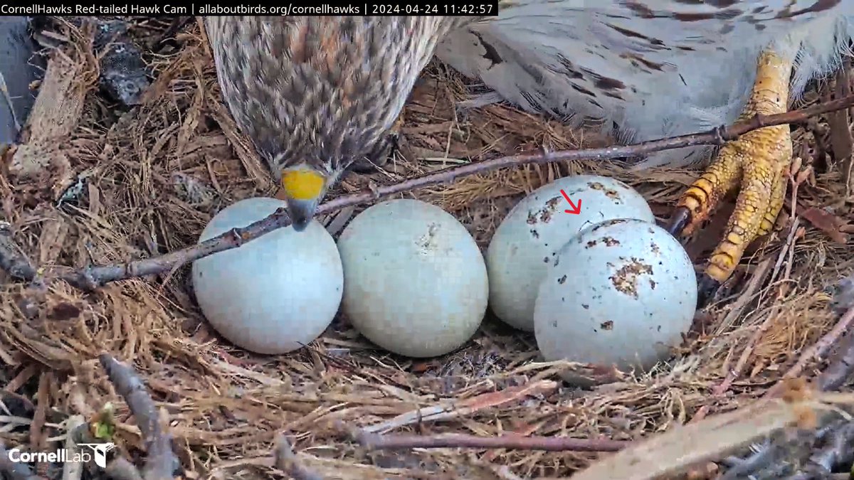 CornellHawks tweet picture