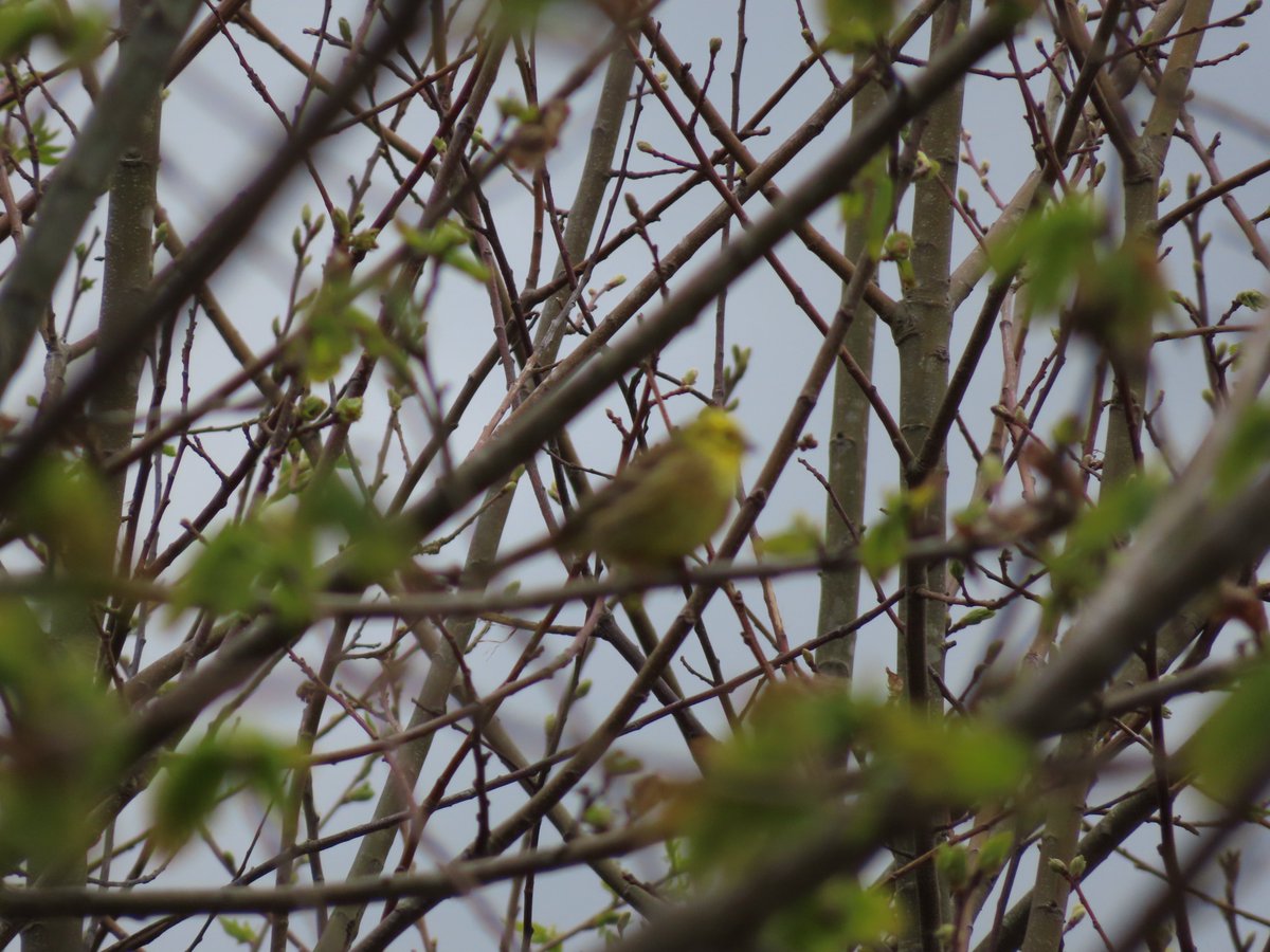 Somewhere in there is a branch in focus, but also a fuzzy Yellowhammer, a red list bird - Oaken Wood Coppice. First one I have seen in some time. #birds #kent