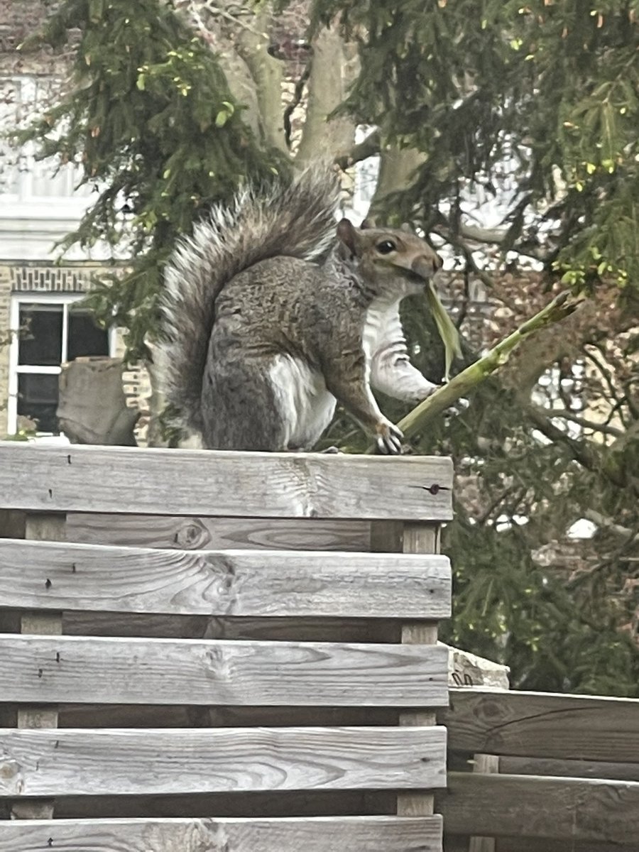 If you’re missing your flowers in SE20 near the park. I reckon this chubby little lad is the culprit. He’s having a whale of a time stripping this flower to bits. 

I like the shots because it looks like he’s about to put out an aggressive ambient flute album in some of them.