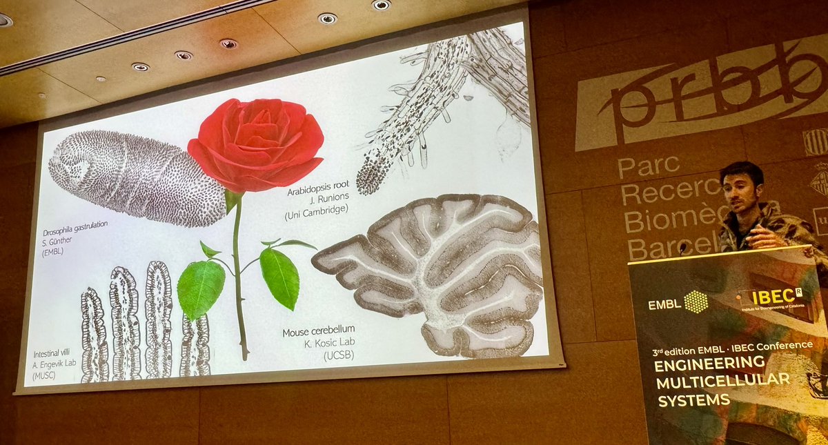 @pauguillamat premieres his work on programmable nematic origami at #EMBL_IBECConf 🤩