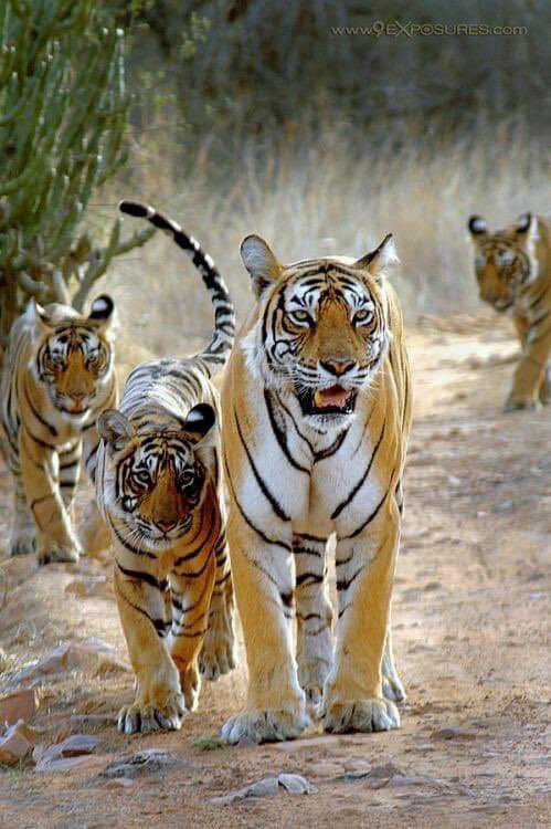 Royal Bengal Tiger 🐯