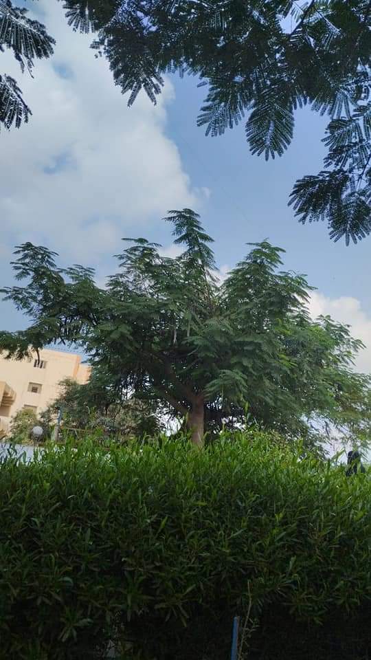Lawnha0's tweet photo. بعض الصور من تصوير صديقتنا نيره واحده من متابعين الحملة 🥰💚

- تصويرك جميل يا نيره ماشاء الله مبسوطين أوي بمشاركتك معانا وإن شاء الله متكنش اخر مشاركة 🥰💚

#بالأخضر_نحليها https://t.co/BjHwqPxJSH