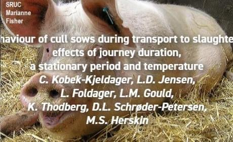 #NewResearchAlert 'Behaviour of cull sows during transport to slaughter – Effects of journey duration, a stationary period and temperature' by Kobek-Kjeldager et al. Get the article here: applied-ethology.org/Papers_by_Memb…