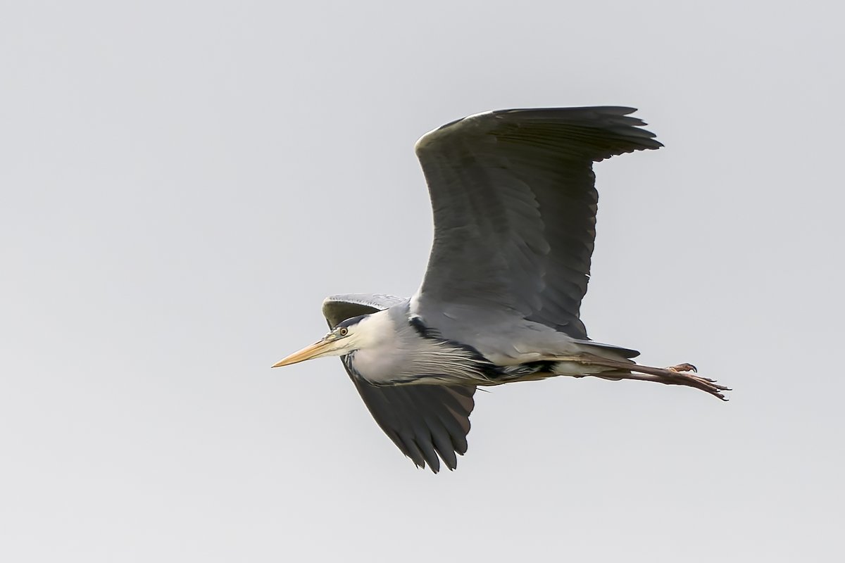 A Grey Heron in flight is a magnificent sight. Taken near St David's hotel at Cardiff Bay Wetlands on 23/04/24 #WaderWednesday