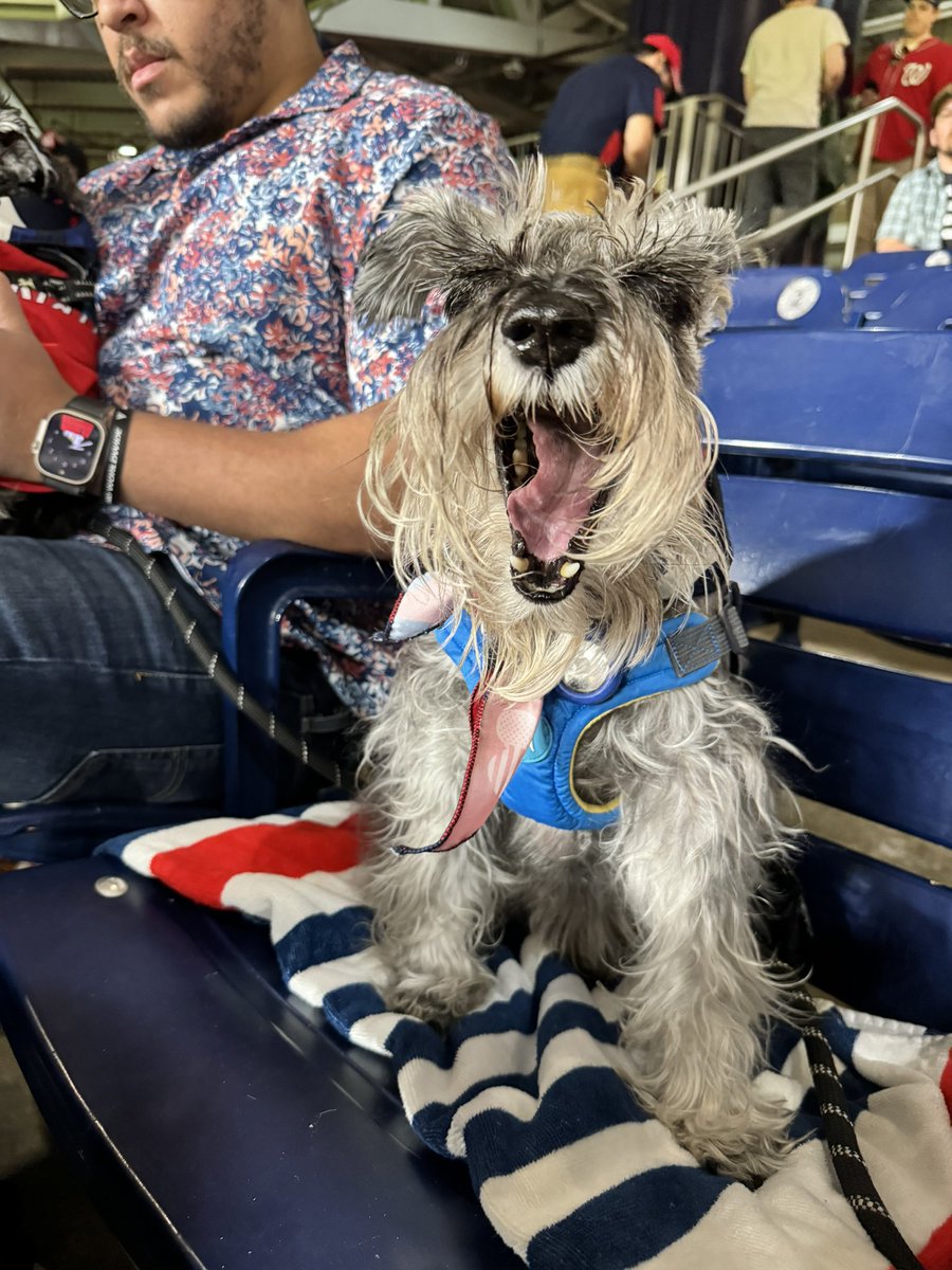 Another year attending #pupsinthepark with the @Nationals ! Mom lost my jersey this year 🙄 #SchnauzerGang #dogsofx