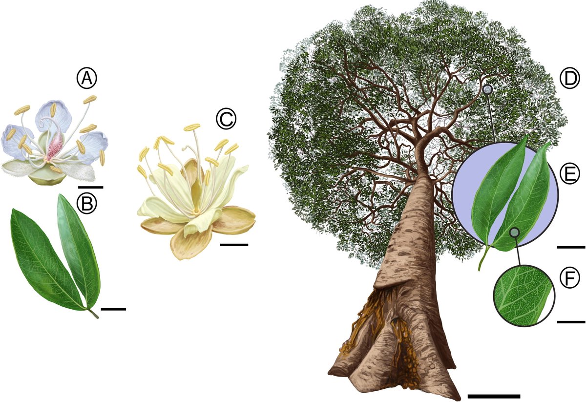 Hernández-Damián & al. in press | A new #extinct member of the #resin producer group of the #Mexican #amber: Hymenaeaphyllum mirandae n. gen. n. sp. (Detarioideae-#Leguminosae) | Palaeoworld: doi.org/10.1016/j.palw… #Palaeobotany #Mexico