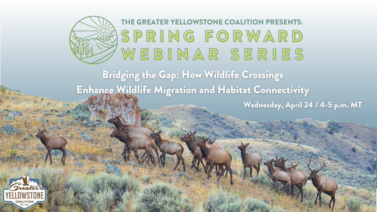 WEBINAR TODAY! Join us online at 4 pm MT to learn about wildlife migration and movement corridors and the wildlife crossings that help enhance connectivity. We still have some space left so save your spot ASAP: bit.ly/gycwxingswebin…