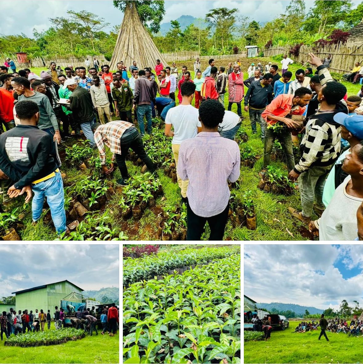 Bensa Sidama Ethiopia 🌱🌱 “Today — The Ardent Coffee team in Bensa distributed 6,000 coffee seedlings to member farmers in Dembi area for free. Kudos to the team! 🌱” Ashenafi Argaw 🌱 #ArdentCoffee #Community #Unity