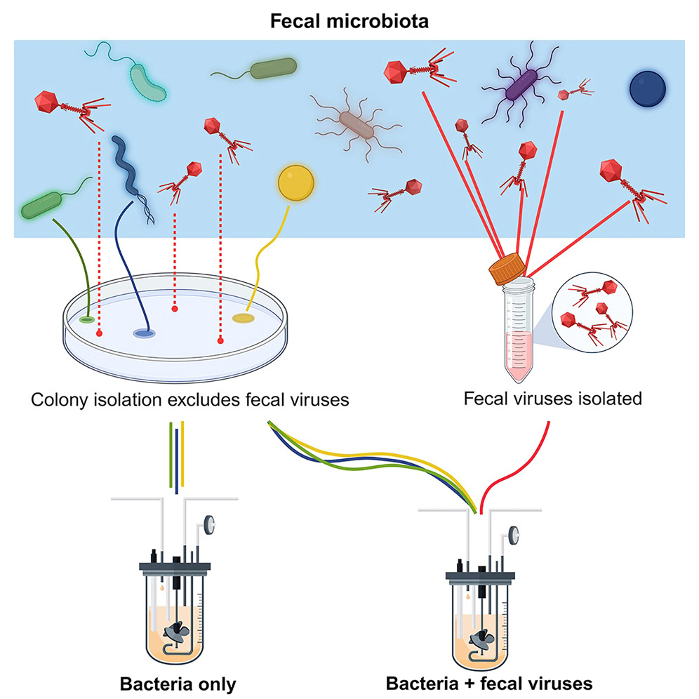 Assessing #phage-host population dynamics by reintroducing virulent viruses. @EmmaAllenVercoe shows colony isolation removes virulent viruses from gut #bacteria. Reintroducing virulent #virome to bacteria has specific impacts on community & prophages cell.com/cell-host-micr…