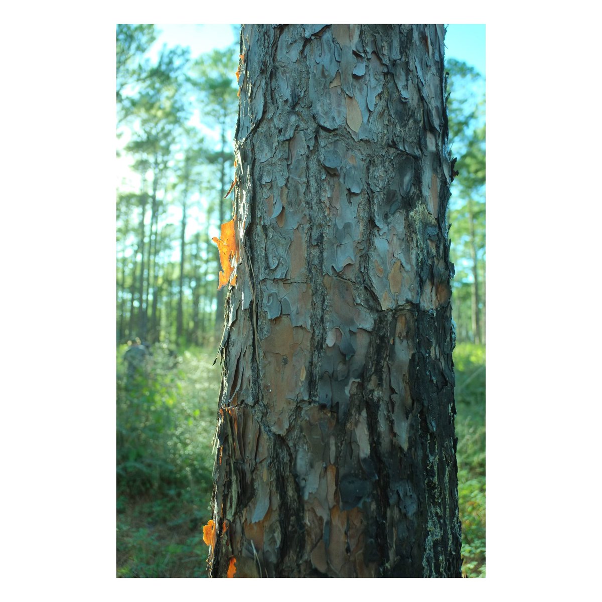 In The Woods

--------------------

#fujifilm #fujifilm_us #fujifilmxseries #fujifilmxpro1 #photography #texas #woods #nature #earth #plants #outdoors #tree #trees #forest #hiking #trail #getoutside