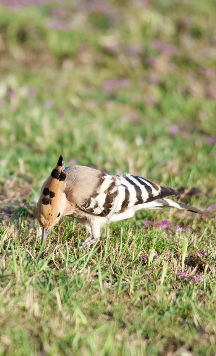 Eurasian hoopoe - Upupa epops - İbibik

#BirdsSeenIn2024 #birdphotography #birdwatching #BirdsOfX #BIRDSTORY #NaturePhotography #naturelover #naturetherapy #GardenersWorld #GardeningX #wildlifephotography #nikonphotography #SigmaFP #NikonZ6ii #hangitür