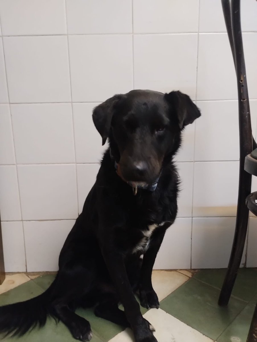 Lo tiraron de una camioneta . Estuvo 2 días enteros sin comer y sin dormir buscando entre los autos a los que lo abandonaron. Macho, castrado, buenas condiciones de salud según veterinaria, 6 años aprox. Se lleva bien con otros perros y es compañero. Contacto +54 9 3496 44-8301