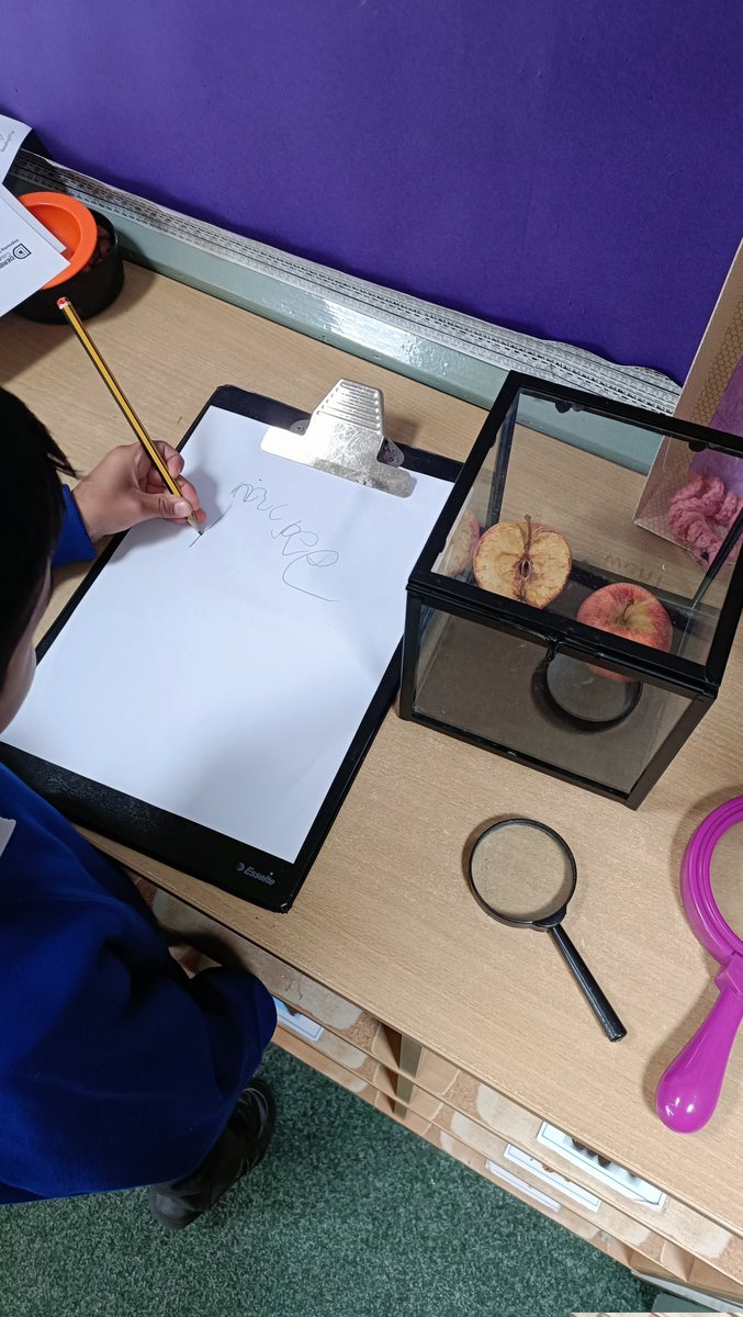 In FS2 we are finding out about decay by observing a whole apple and half an apple over time. Today Ladybirds noticed the cut apple is getting much browner and going 'crinkly' and 'mouldy'. #earlyscience @InkersallE @ipa_spencer
