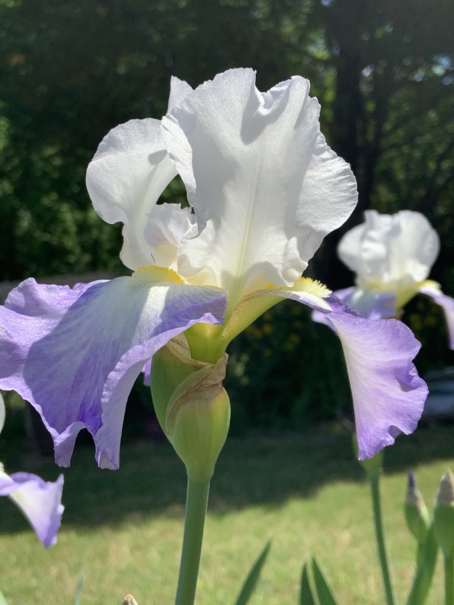 Blooms for today.  Irises. 💜