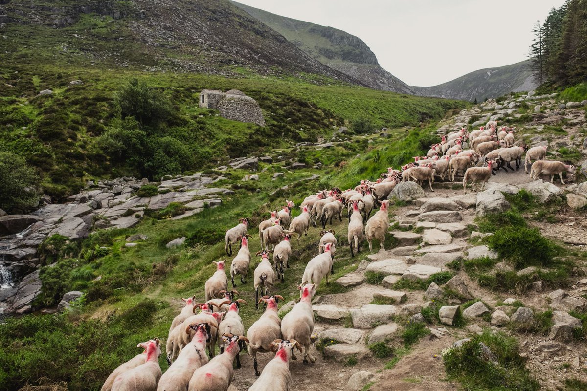 Three years on from the devastating Mournes fire, we're continuing our work to restore the landscape. Adjusted grazing, 'no fence' technology & peat restoration are underway. And through #ForeverMournes, we’re ensuring a thriving landscape for generations to come🌄💚