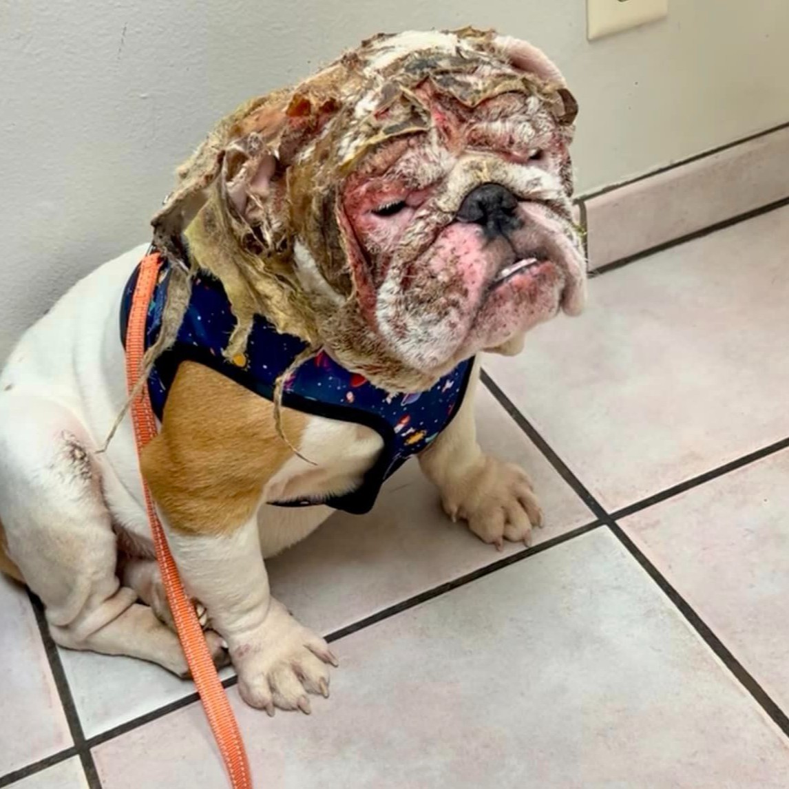 Terrified Bulldog Currently Hospitalized with Severe Burns To Face, Ears, & Head... We suspect someone intentionally threw acid on him, or set him on fire, severe burns only to the head, face, and ears, don't usually occur accidentally. Please DONATE: bit.ly/3UgSW38