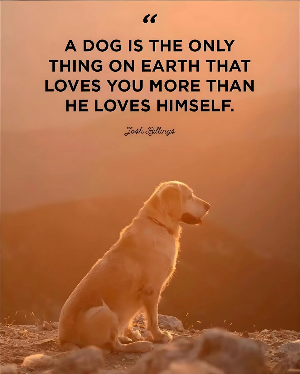 DogLovers03's tweet photo. ❤️... https://t.co/pOlbE4e5pz