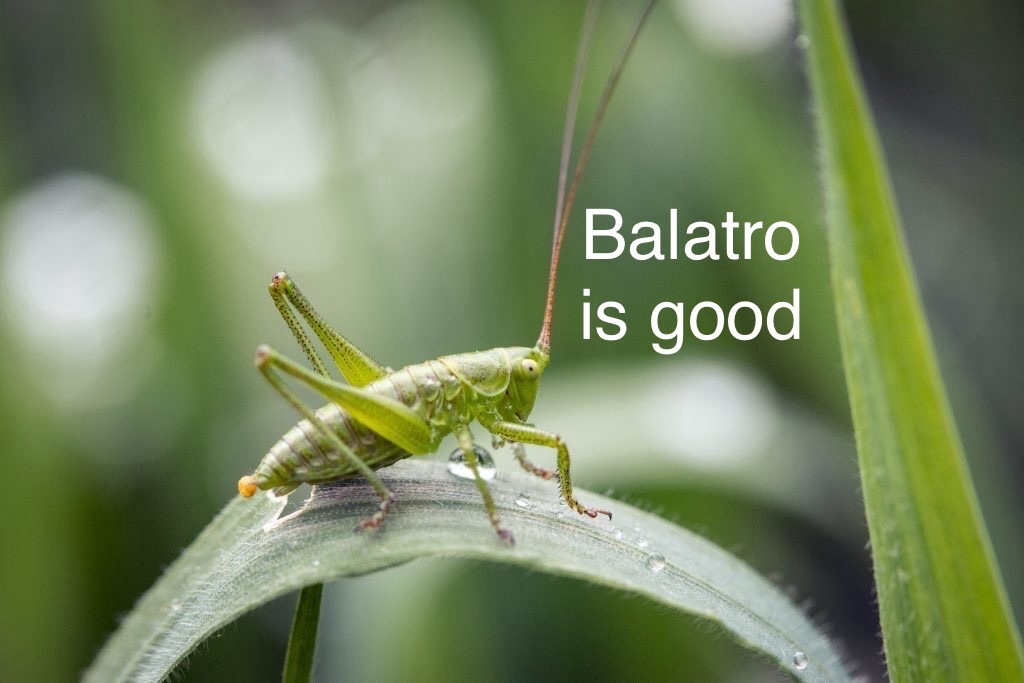MetaCricket tweet media