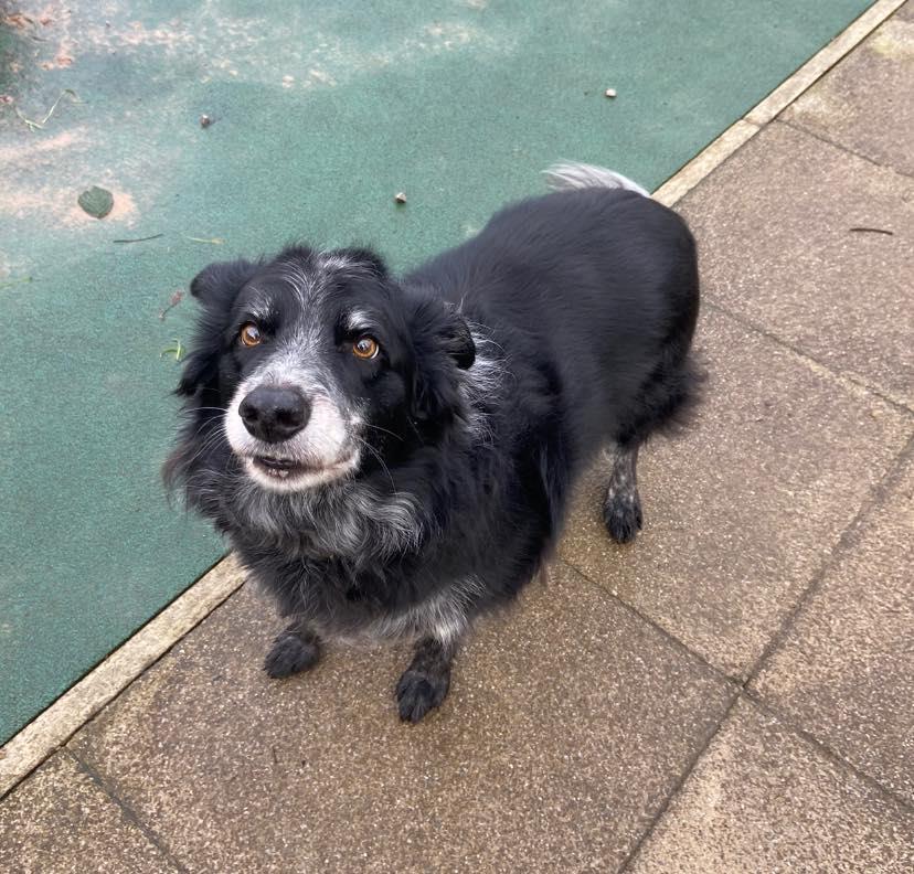 AdoptionsUk's tweet photo. Please retweet to help Womble find a home #LANCASHIRE #UK 
🔷AVAILABLE FOR ADOPTION, REGISTERED, BRITISH CHARITY🔷
  Super friendly Border Collie aged 9. She does have some anxieties in new situations so needs an adult home, preferably with Collie experience. She needs to be the only pet, walks well on the lead and enjoys fuss. DETAILS or APPLY👇
https://t.co/bnYDbVtVkG……… 
#dogs #Collies #BorderCollie #Blackpool #Preston