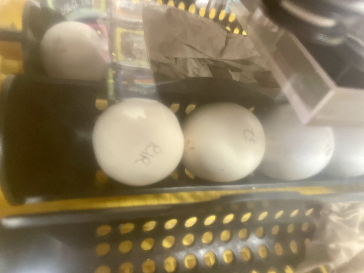 smalchow's tweet photo. It's chick hatching time here @pcsd_gb in Wisconsin. My Kinder teachers are wondering if there are any other Kinder classes that are hatching chicks that may like to connect via Google Meet to share info and chick pics. #connectedclassrooms #kindergarten #chickhatching 🐣🐓 https://t.co/sESHq5pJFP