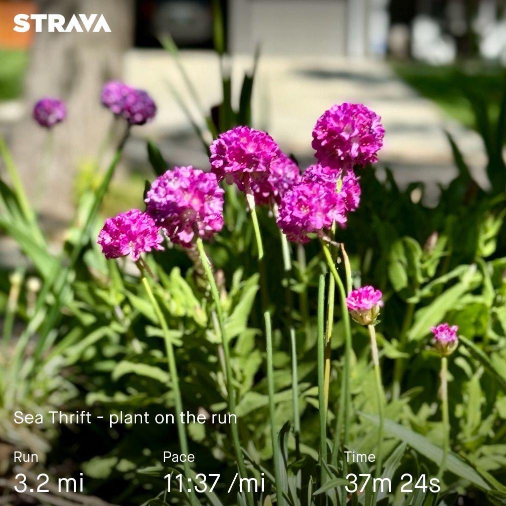 Sea Thrift - plant on the run

Ran 3.21 miles (36:24 || 11:37/mi) 66º with 39% humidity || Day 1406 of #RunStreak #SeenOnMyRun