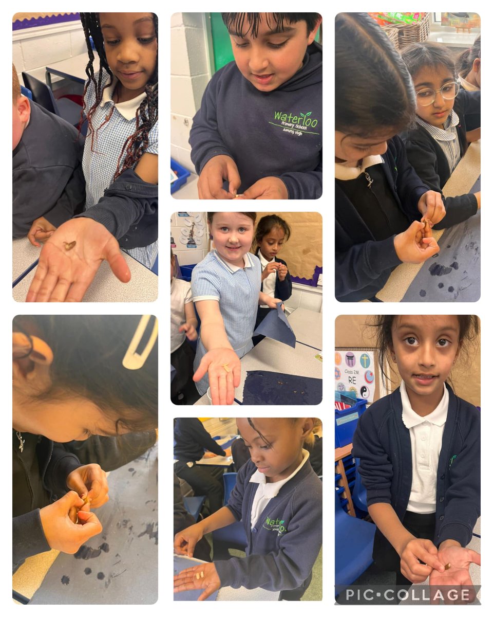 In science,  Year 2 have been investigating what is inside a seed. #primaryscience