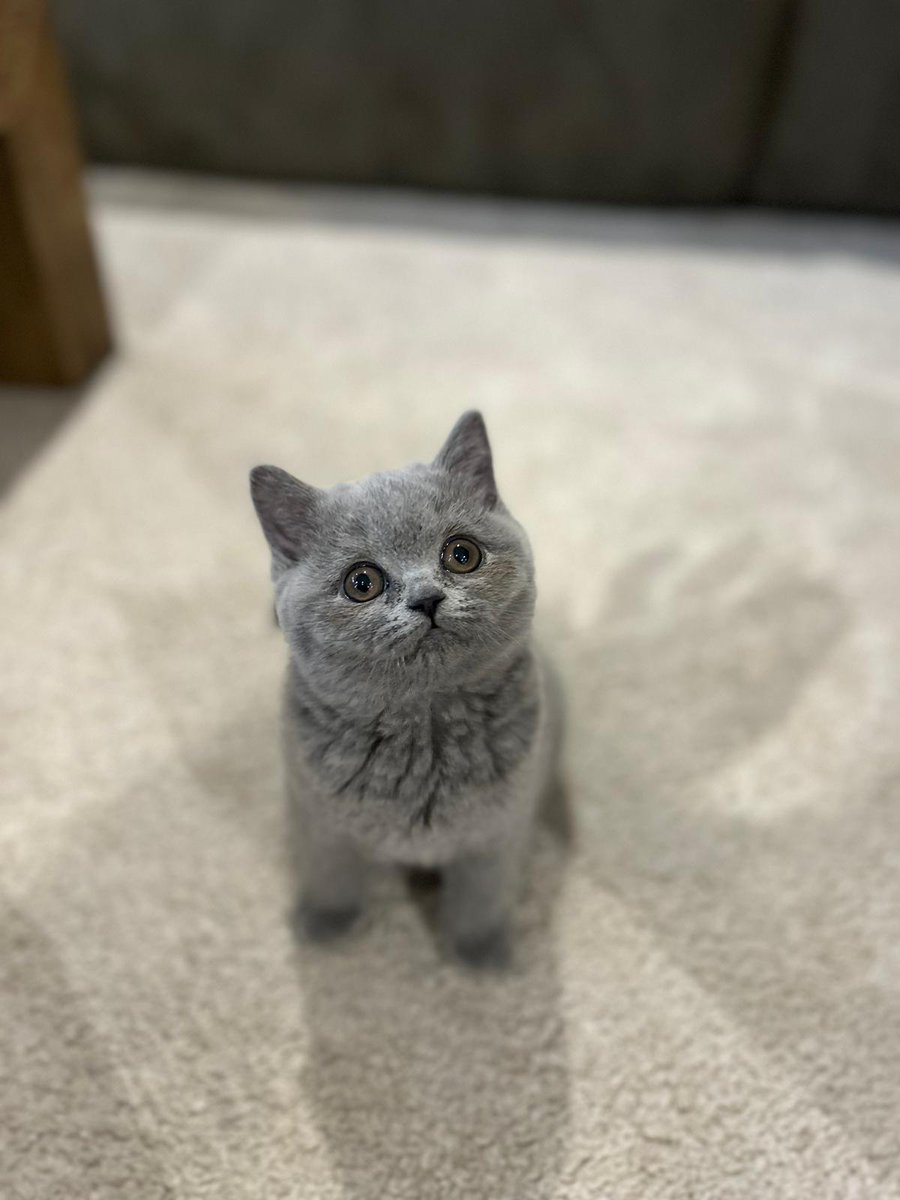 r3m Tekken Era tweet media