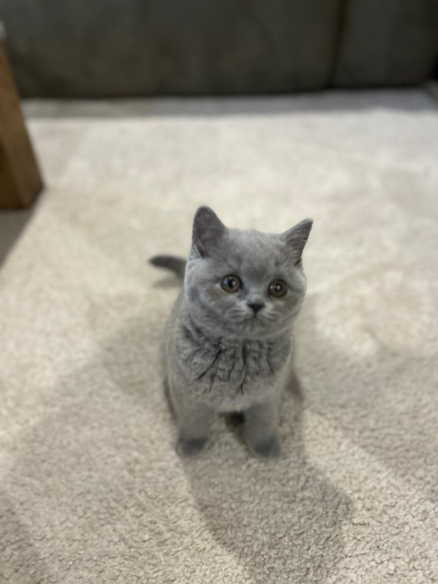 r3m Tekken Era tweet media