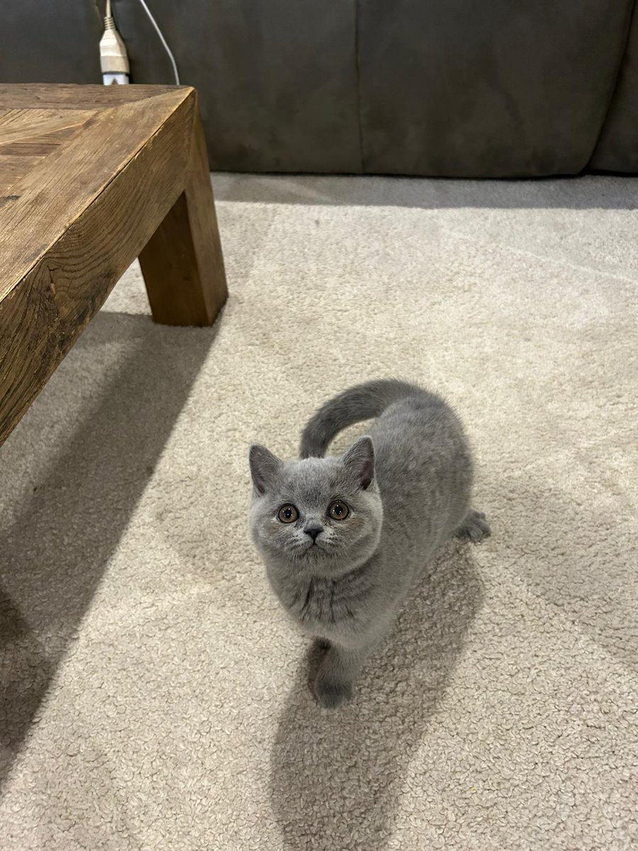 r3m Tekken Era tweet media