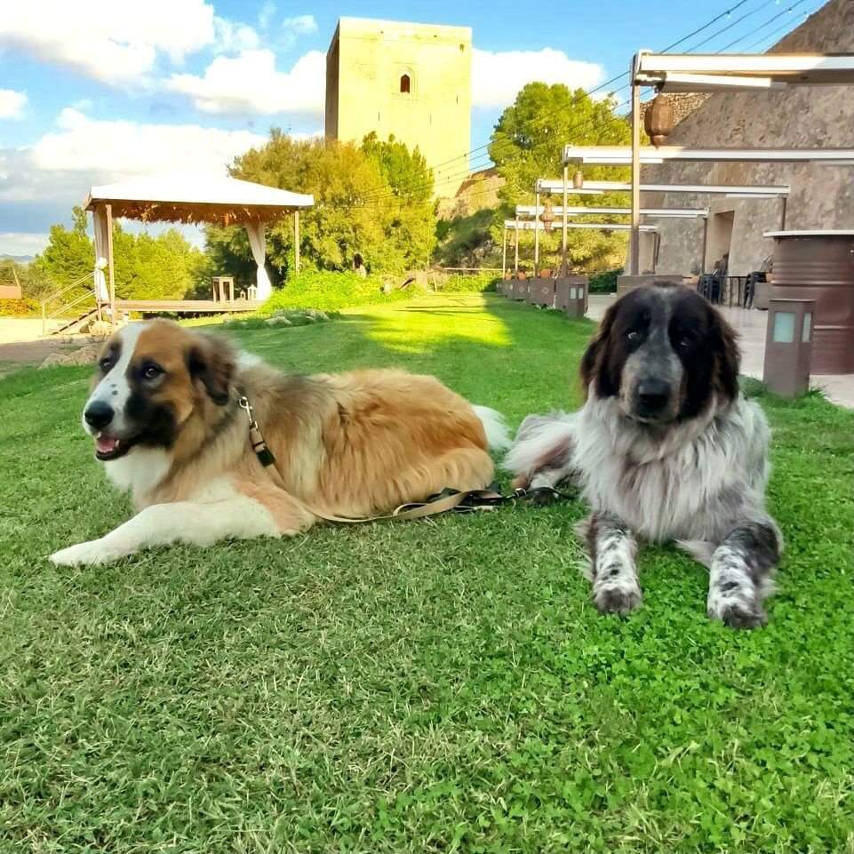 ¿De vacaciones con mascota? 

Ven al #CastilloDeLorca🏰. Disfruta de los 52.000m2 de espacio al aire libre en compañía de tu mejor amigo🐶

 #LorcaLoBordamos #PetFriendly