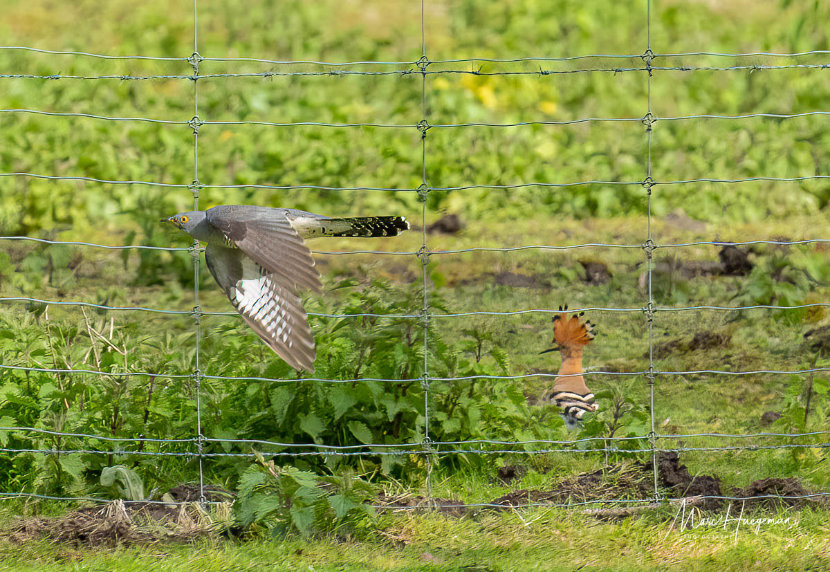 The cuckoo and the hoopoe (Belgium) #BirdsSeenin2024 @vogelnieuws #VogelsinBelgië@vogelinfo @Natures_Voice @sonybelgie @SonyNederland #natuurpunt @MijnNatuurpunt #cuckoo #hoopoe