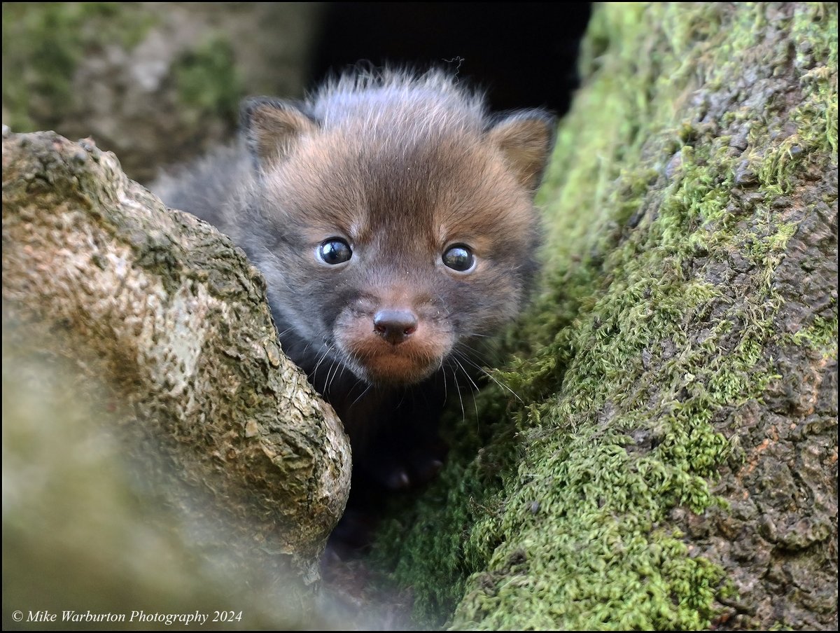 Another #Fox cub from the weekend. #FoxOfTheDay #Wales #wildlife #nature @CanonUKandIE @BBCSpringwatch @WildlifeMag @BannauB @NatGeoUK @NatGeoPhotos #woodland @CoedCadw @WildlifeTrusts #wildlifephotography #woodland #vulpesvulpes #mammal #animal @BBCEarth #BreconBeacons