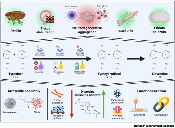 Trends in Biochemical Sciences (@trendsbiochem) on Twitter photo Online now - the Review "Tyrosine – a structural glue for hierarchical protein assembly" from Anton Maraldo, <a href="/JelenaRnjak/">Jelena Rnjak-Kovačina</a>, and Christopher Marquis.
#ProteinEngineering #Biomaterials #SelfAssembly #PhaseSeparation #IntrinsicallyDisordered #Dityrosine
authors.elsevier.com/a/1izQv_M0e493… Online now - the Review "Tyrosine – a structural glue for hierarchical protein assembly" from Anton Maraldo, <a href="/JelenaRnjak/">Jelena Rnjak-Kovačina</a>, and Christopher Marquis.
#ProteinEngineering #Biomaterials #SelfAssembly #PhaseSeparation #IntrinsicallyDisordered #Dityrosine
authors.elsevier.com/a/1izQv_M0e493…