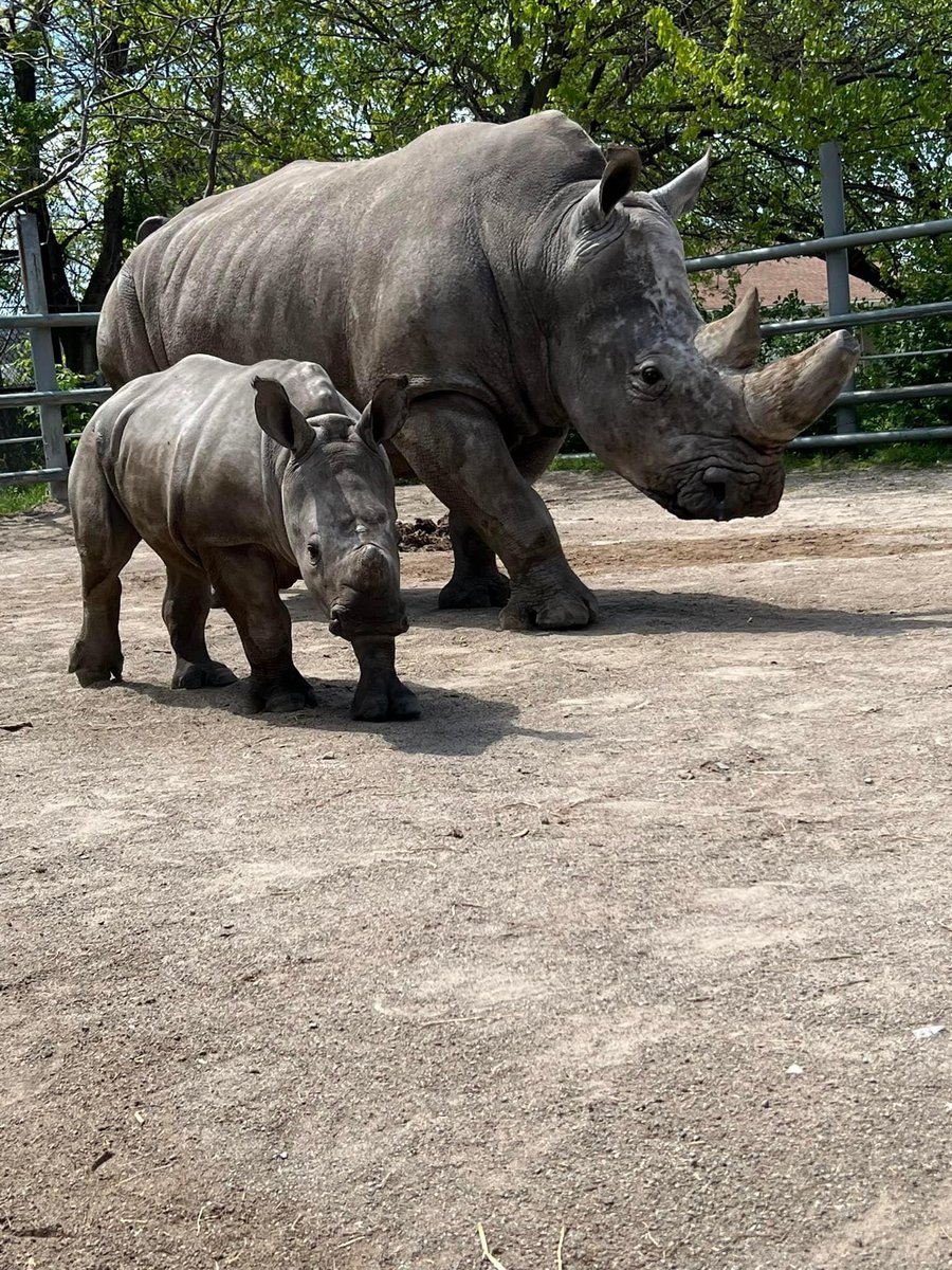 Looking for plans for this #weekend? How about a night of bowling & fun with your friends to support a great cause? Join @AAZKinc on Saturday, April 27 for Bowling for Rhinos. 🦏 Weekend planning = DONE! More info 📷 indyaazk.org/bfr2024/ 📸 by Senior Plains Keeper Amber