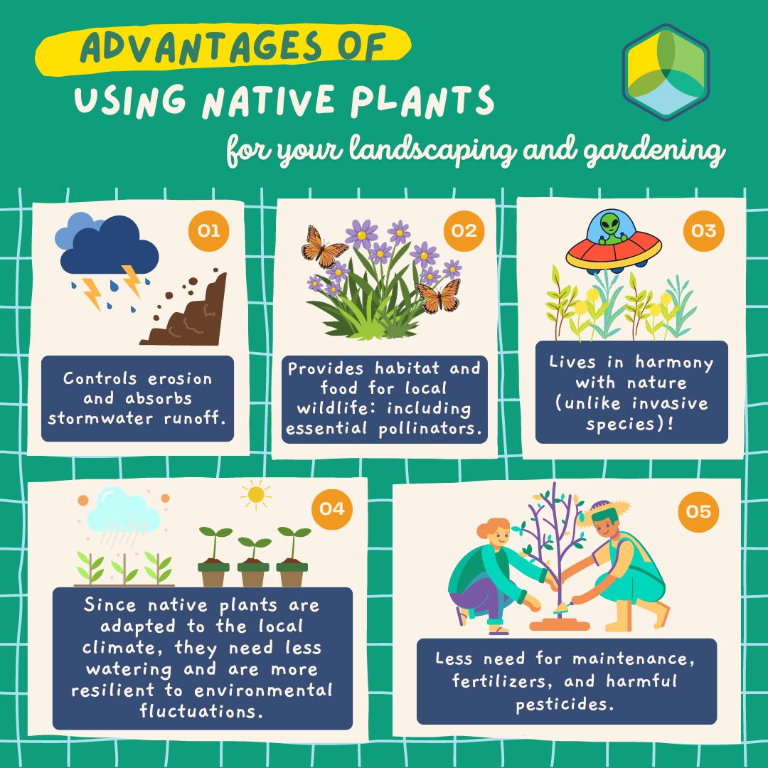 DYK that choosing native plants for your landscaping & gardening comes with a ton of benefits? #PlantNative to conserve local biodiversity, prevent climate change, increase climate resiliency, and save time and money! 🦋🌱