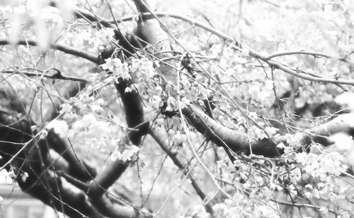 viewsbyru's tweet photo. using earth day (even if it's a couple of days late) to post a sneak peek of my film work from my final year. couldn't decide between the two edits so i'm posting both. 🌍🌸🎞️✨
#film #filmphotography #filmisnotdead #photography #photooftheday #earthday #cherryblossom #sakura https://t.co/nNfx2RMrhu
