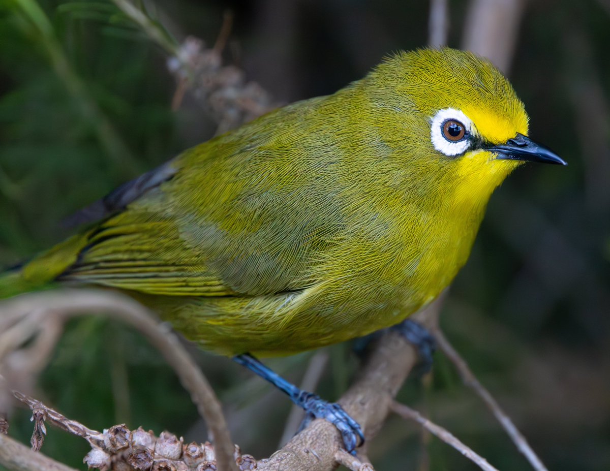 Kikuyu White-Eye #nature #wildlife #birds #BirdPhotography #NaturePhotography #WildlifeFacts #BirdsSeenIn2024 #BirdsOfTwitter #TwitterNaturePhotography #africanwildlifephotography #wildlifephotography #birdwatching